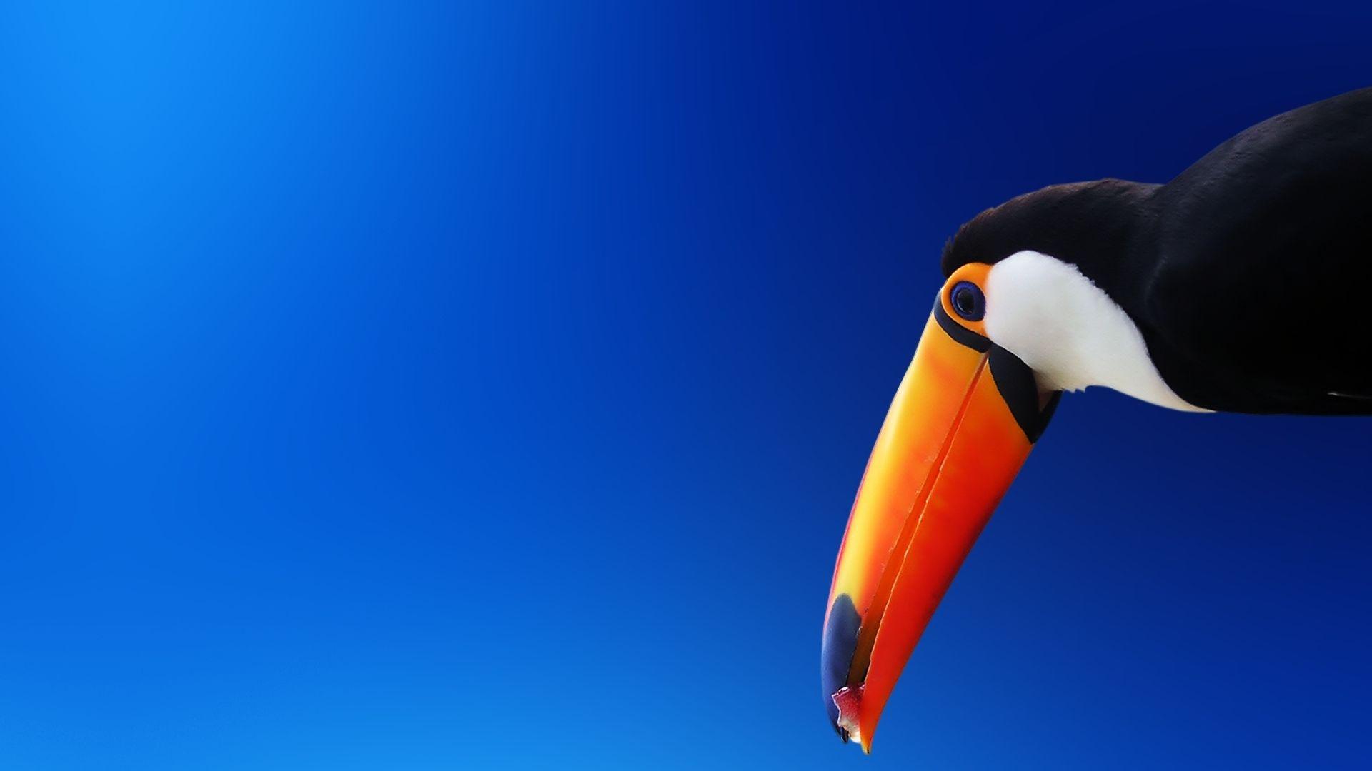 Full HD 1080p Toucan Wallpaper HD, Desktop Background 1920x1080