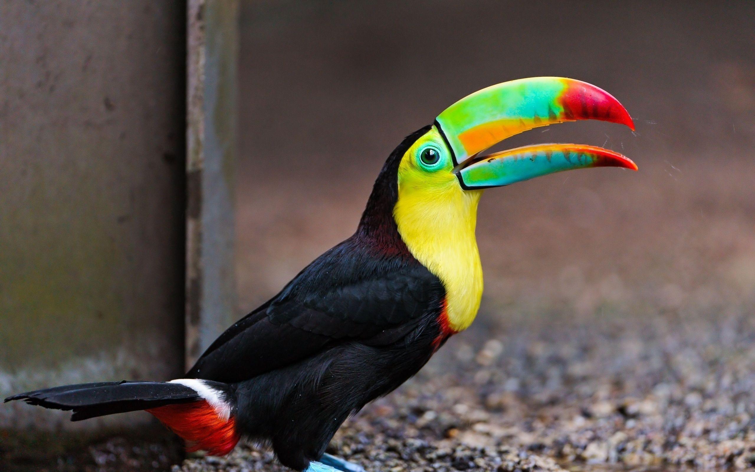 Toucan Full HD Wallpaper and Backgroundx1600
