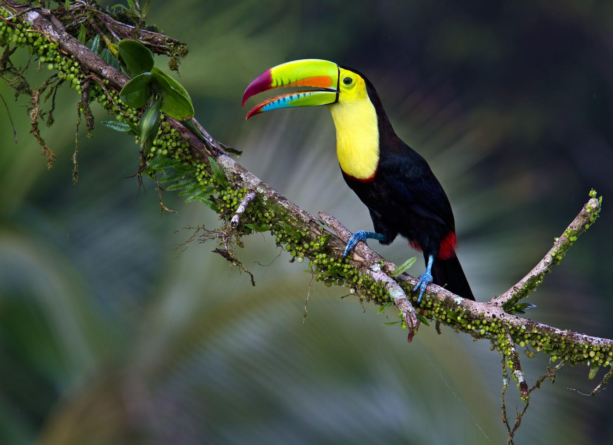 Toucan on Tree Branch Full HD Wallpaper and Backgroundx1500