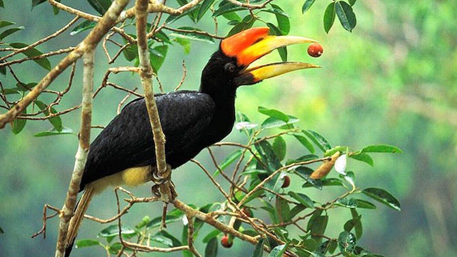 Hornbill Wallpapers - Wallpaper Cave