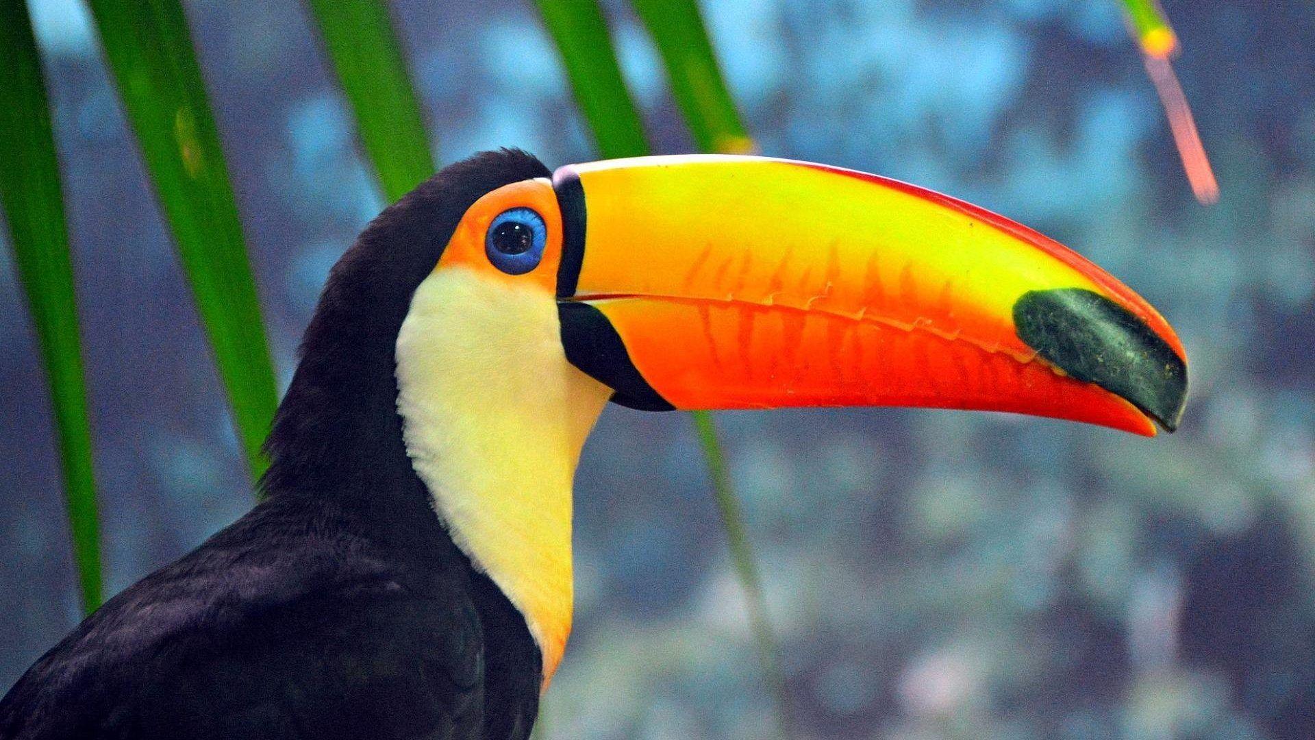 Toucan Tag wallpaper: Bird Tropical Toucan Parrot Image Love
