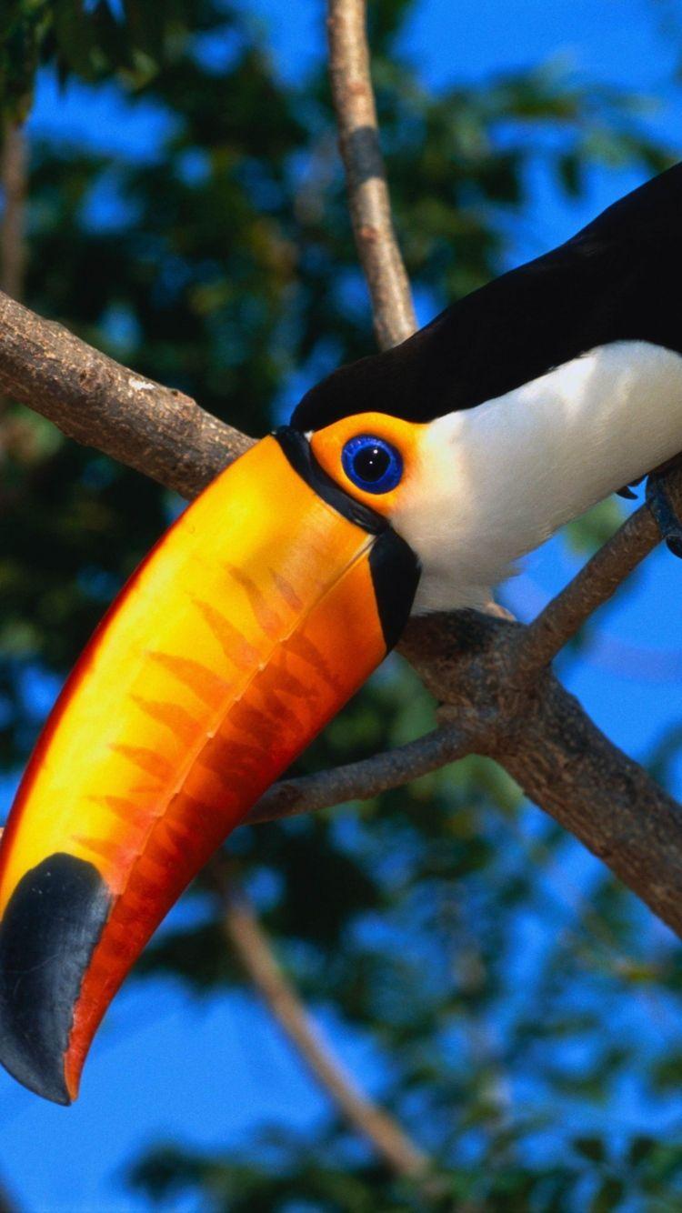Download Wallpaper 750x1334 Toucan, Tree, Beak, Color iPhone 6 HD