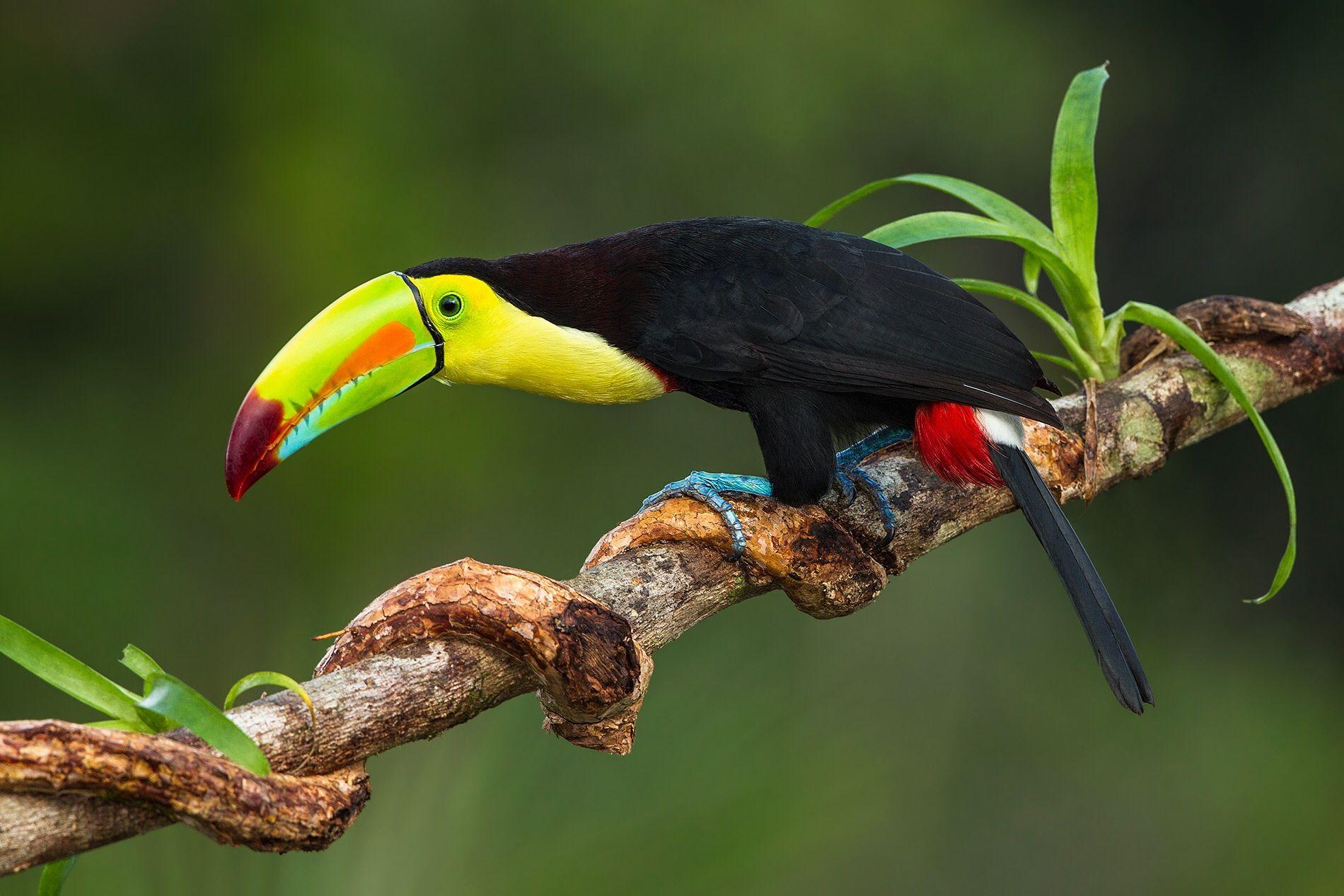 Toco Toucan (Ramphastos toco). Toco toucan and Bird