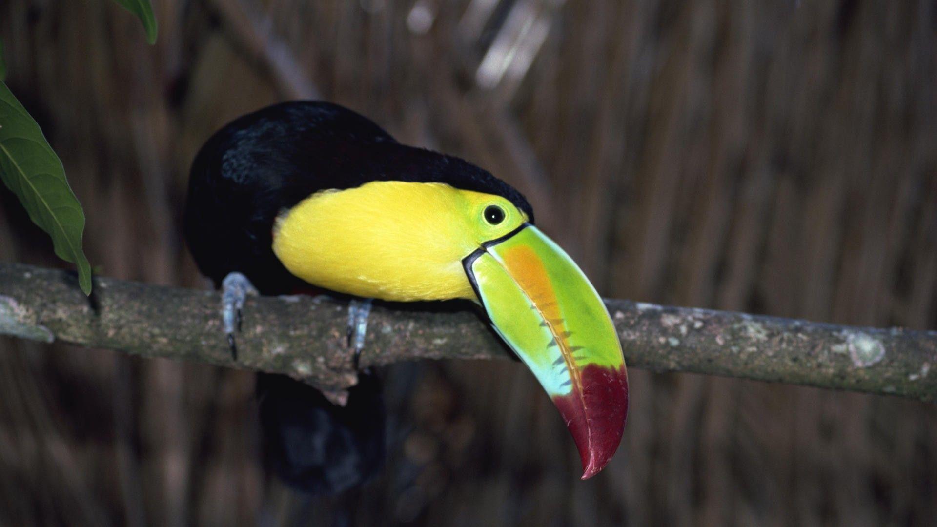 Toco Toucan HD Wallpaper