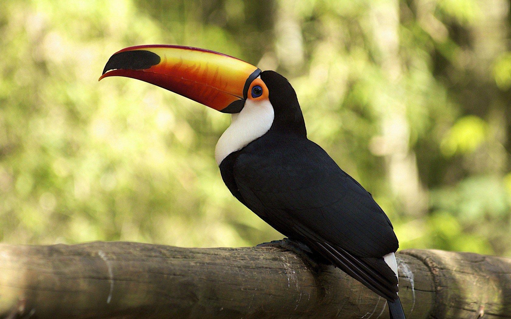 Toucan Bird 19906 1680x1050 px