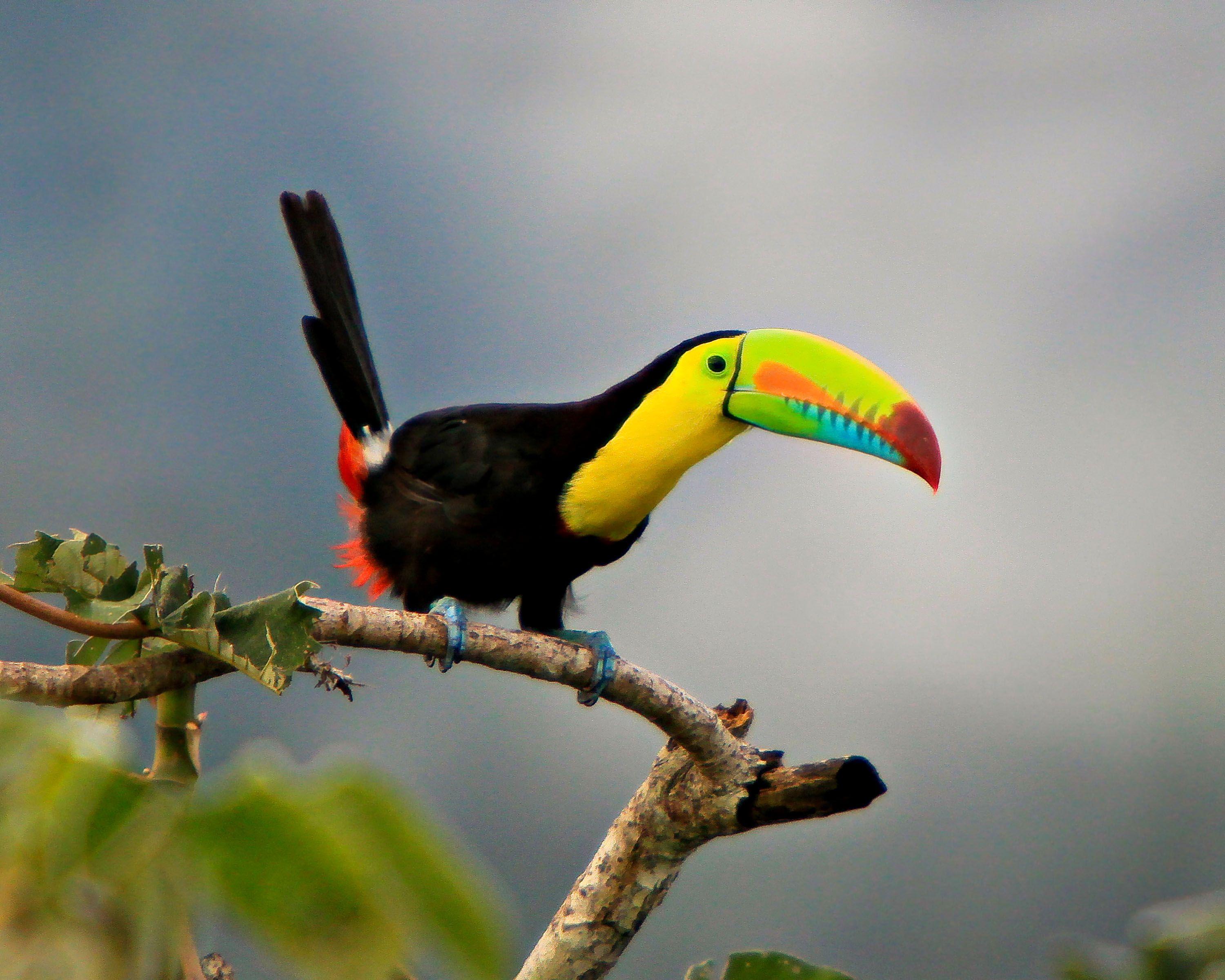 HD Toucan Bird Wallpaper
