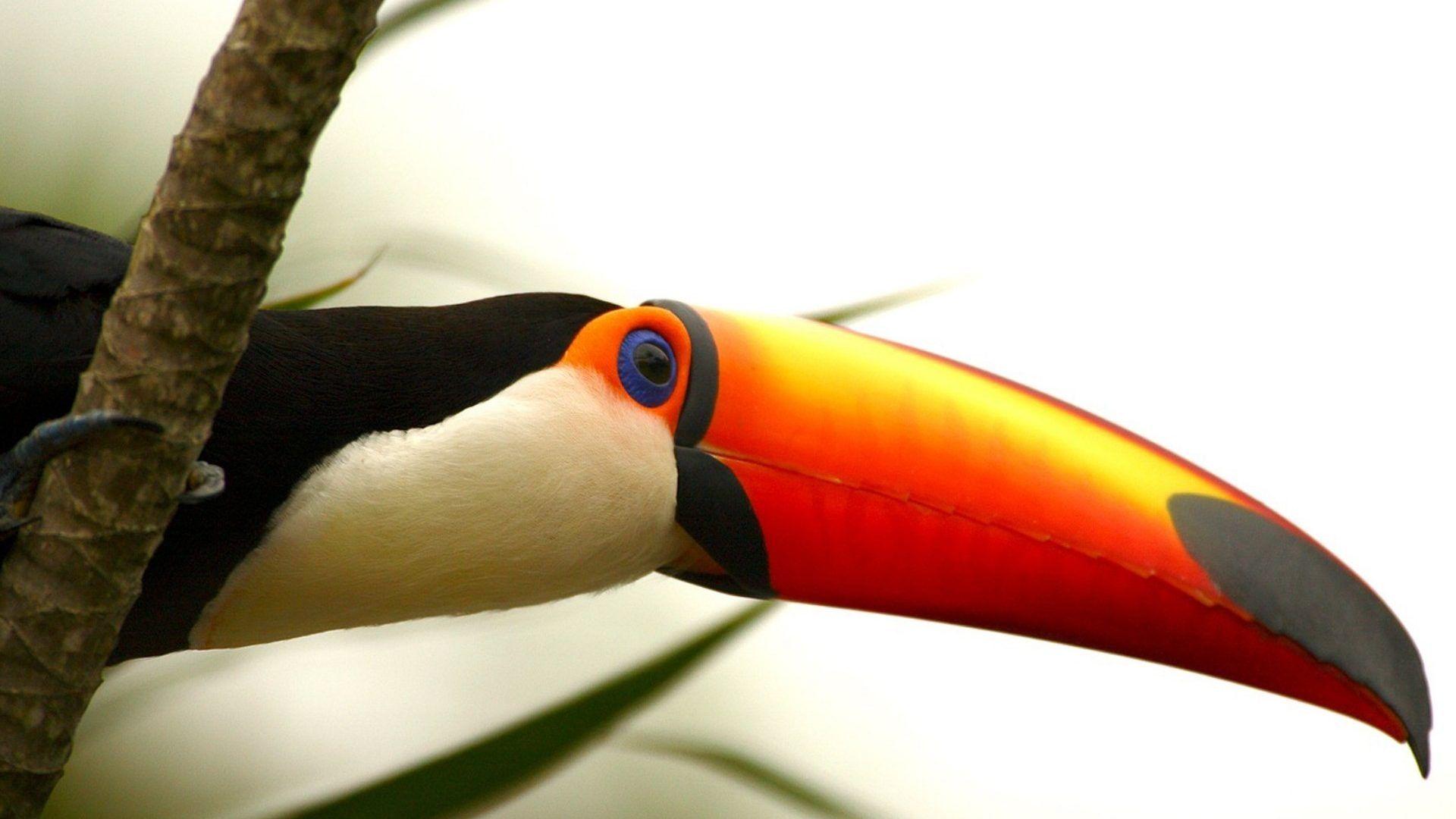 Birds: Branches National Geographic Birds Animals Toucans