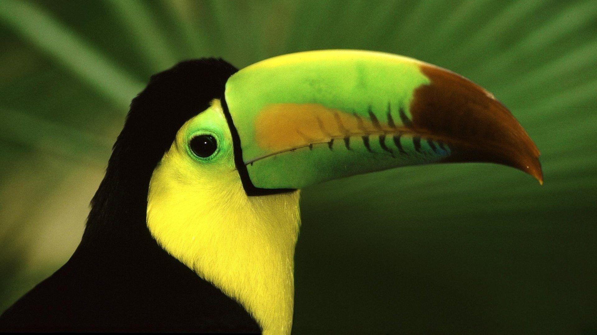 Toucan Full HD Wallpaper and Backgroundx1080