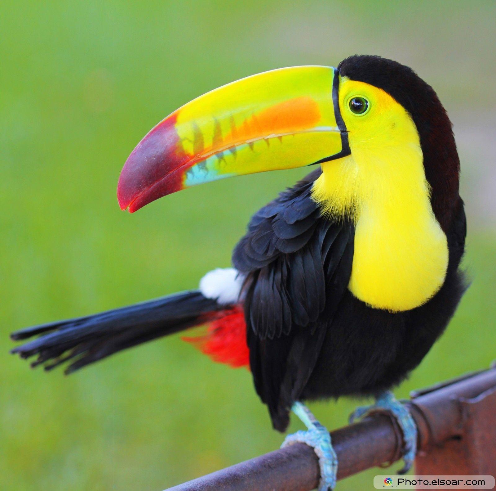 Toucans. Colorful Bird In Picture • Elsoar