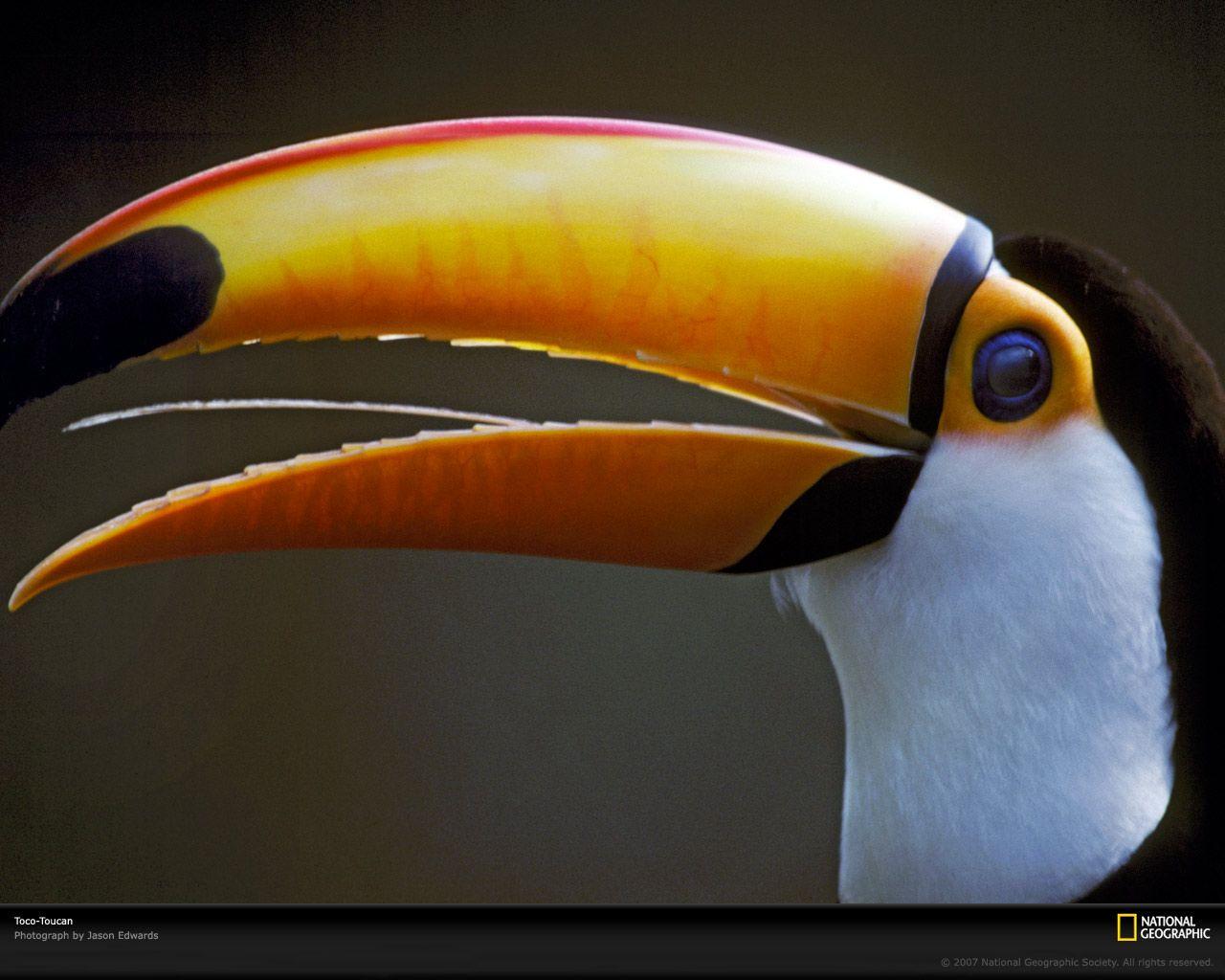 Toucan Picture, Toucan Desktop Wallpaper, Free Wallpaper