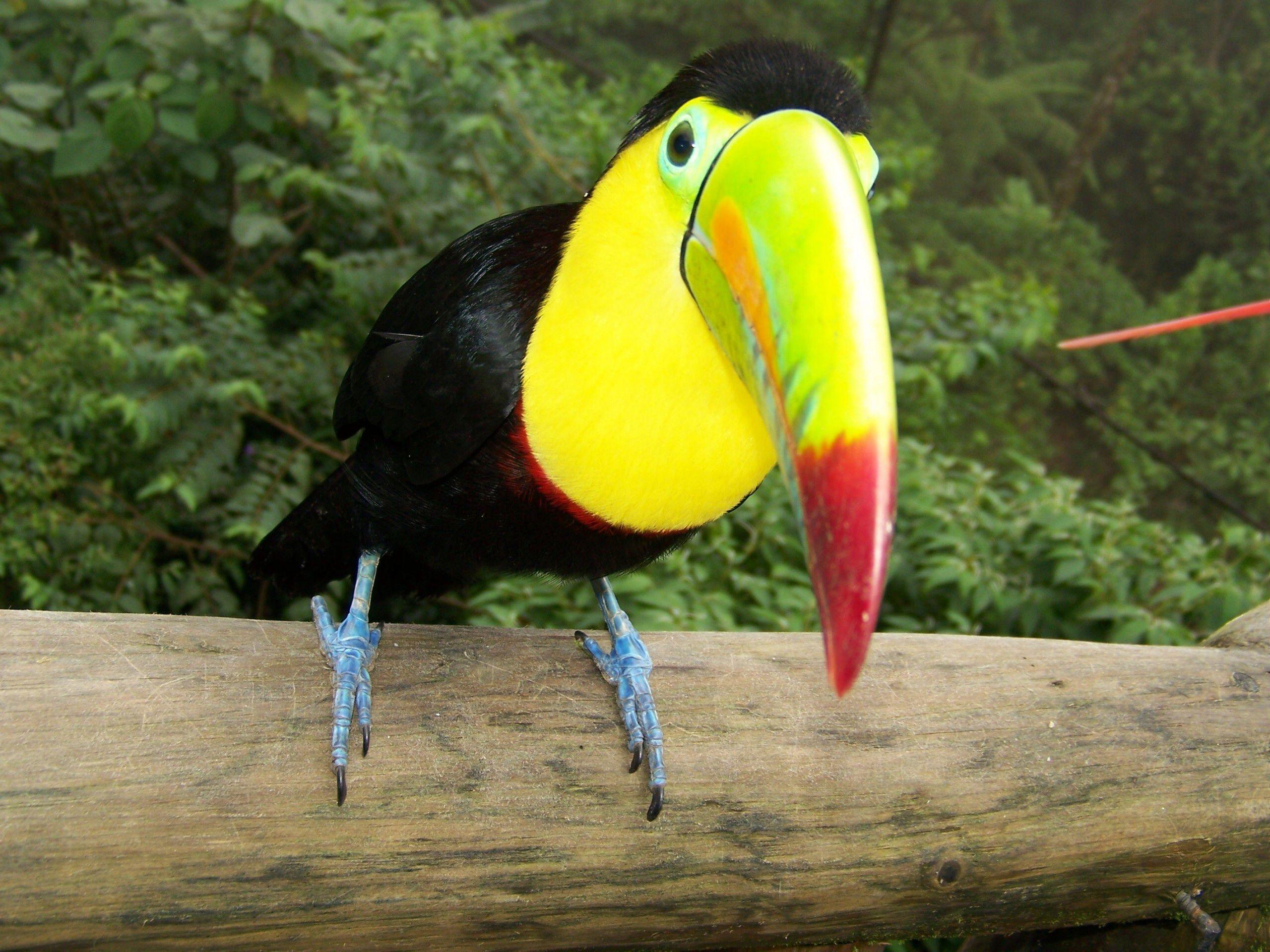 Birds * Toucan