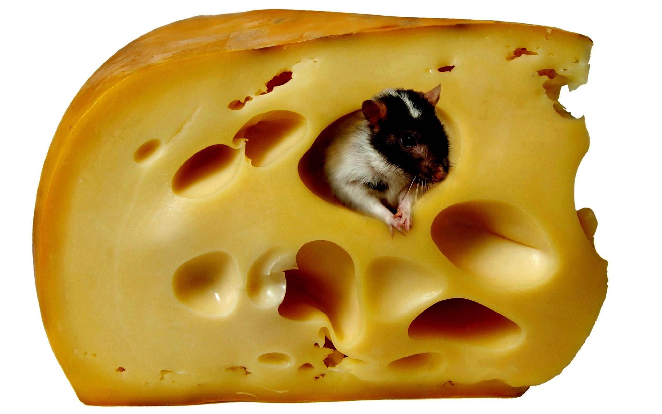 cheese wallpaper, desktop wallpaper GoodWP.com