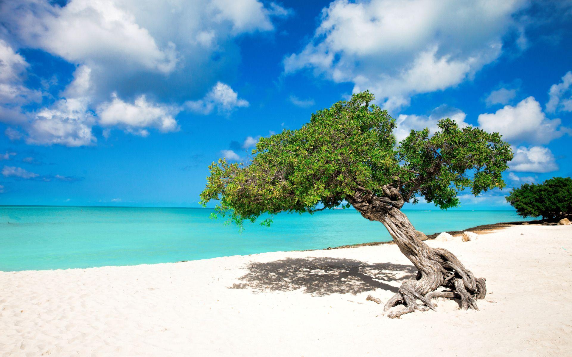 Tropical Paradise, Aruba, Eagle Beach, Divi Divi Trees widescreen
