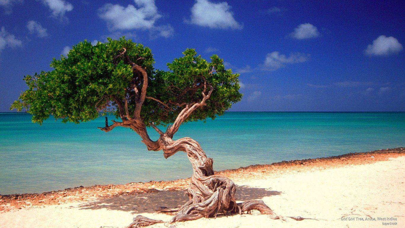 Divi Divi Tree on Aruba Beach Wallpaper and Backgroundx768