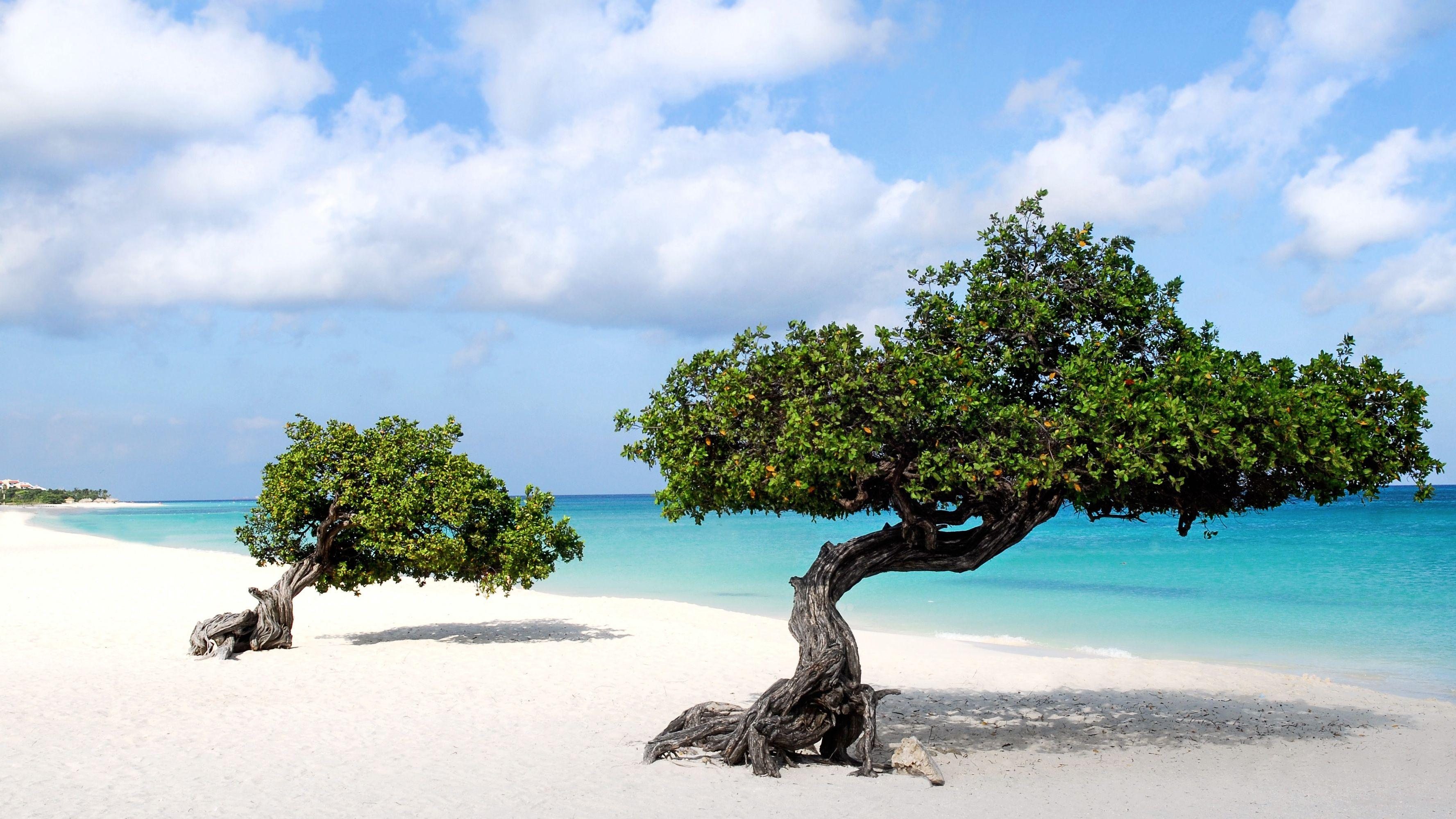 Beautiful wallpaper of Divi trees in Aruba island