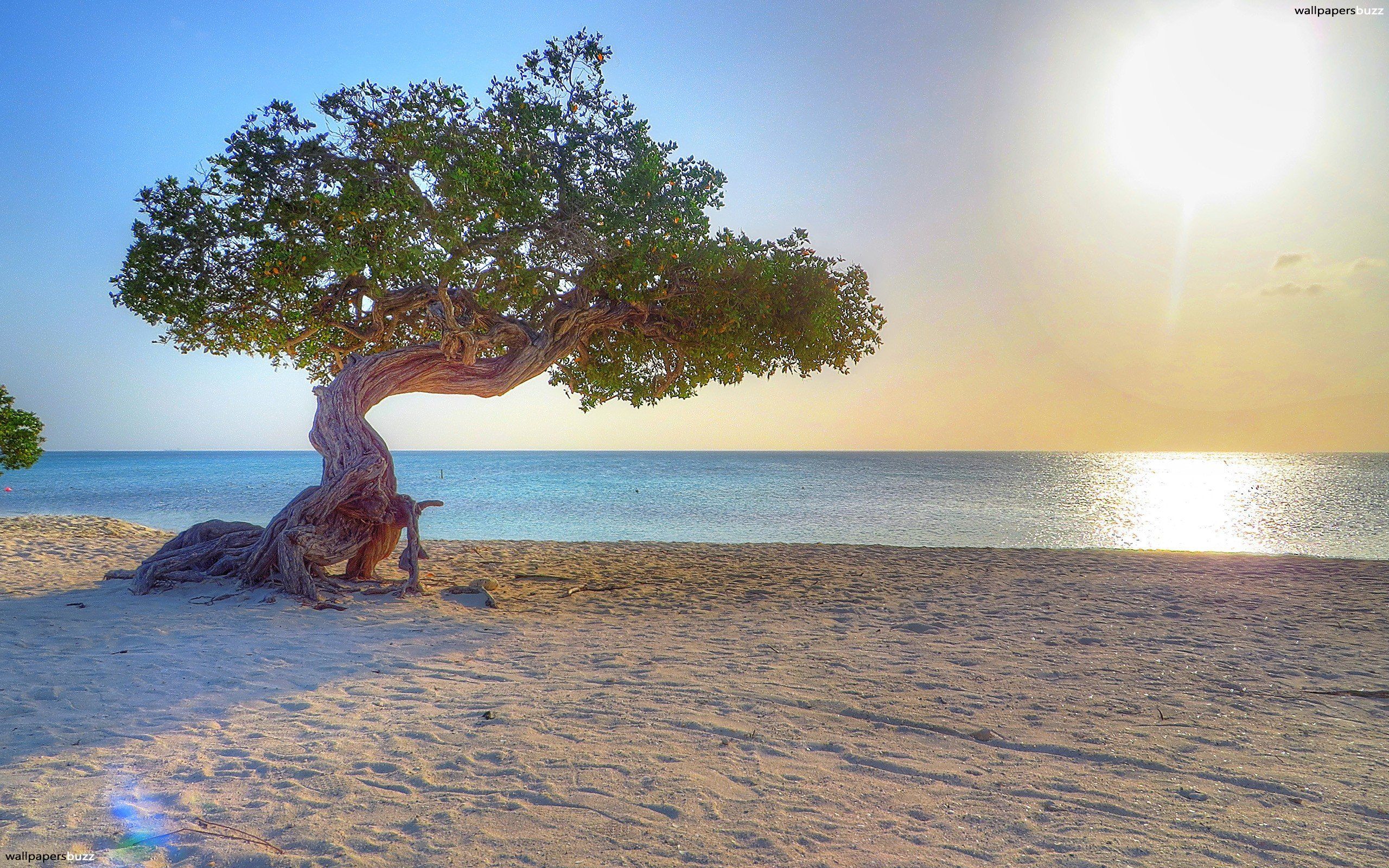 Old tree in Aruba HD Wallpaper