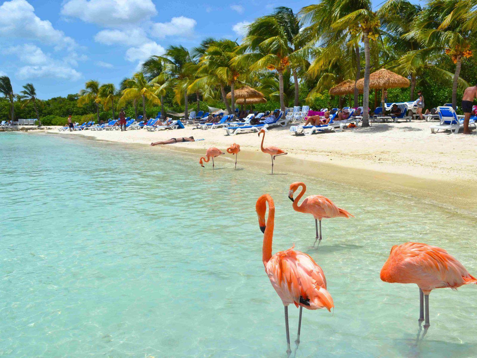 Beautiful Flamingos On Aruba Beach Aruba Island Caribbean Birds