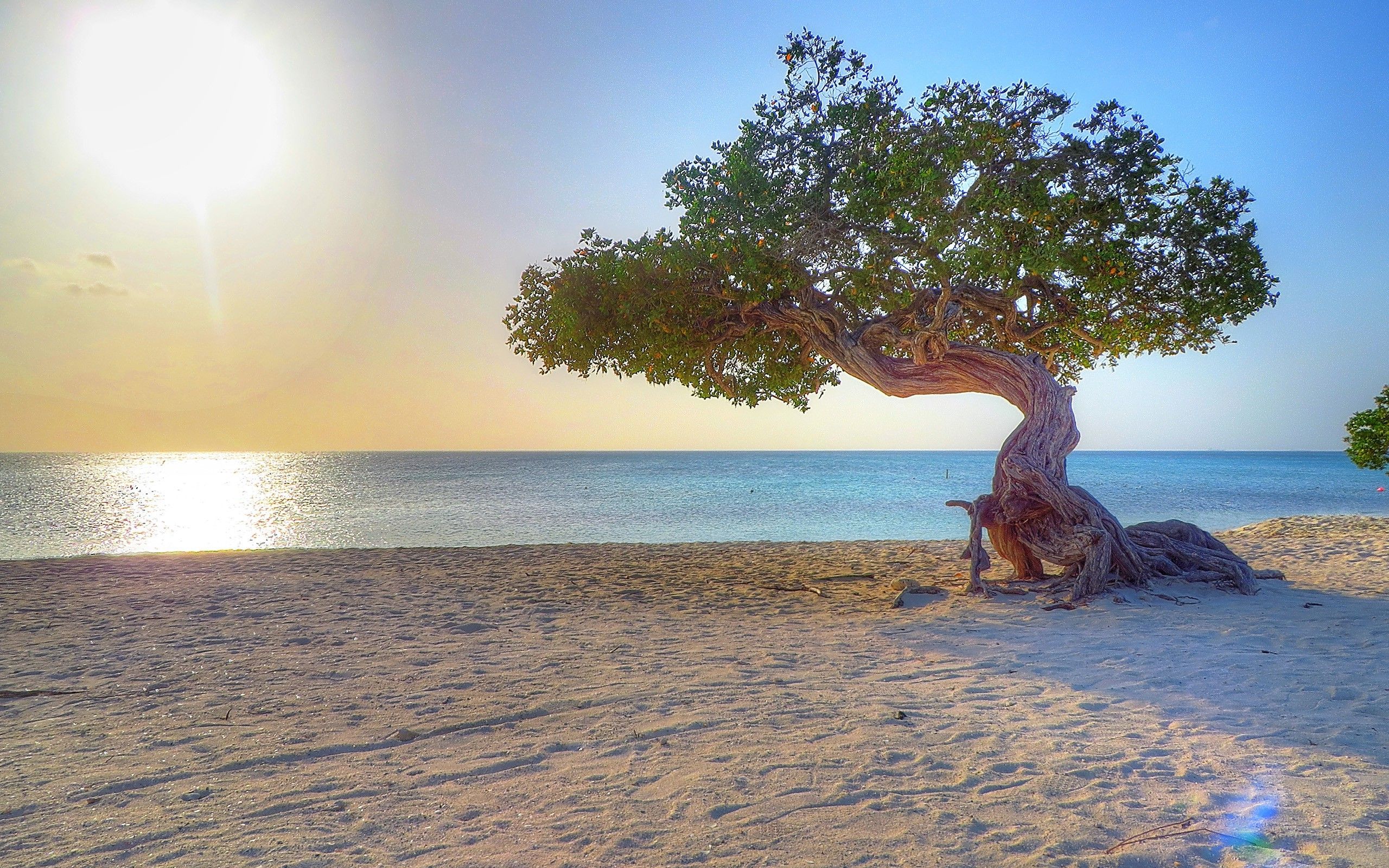 Aruba, Beach, Dividivi Wallpaper HD / Desktop and Mobile Background
