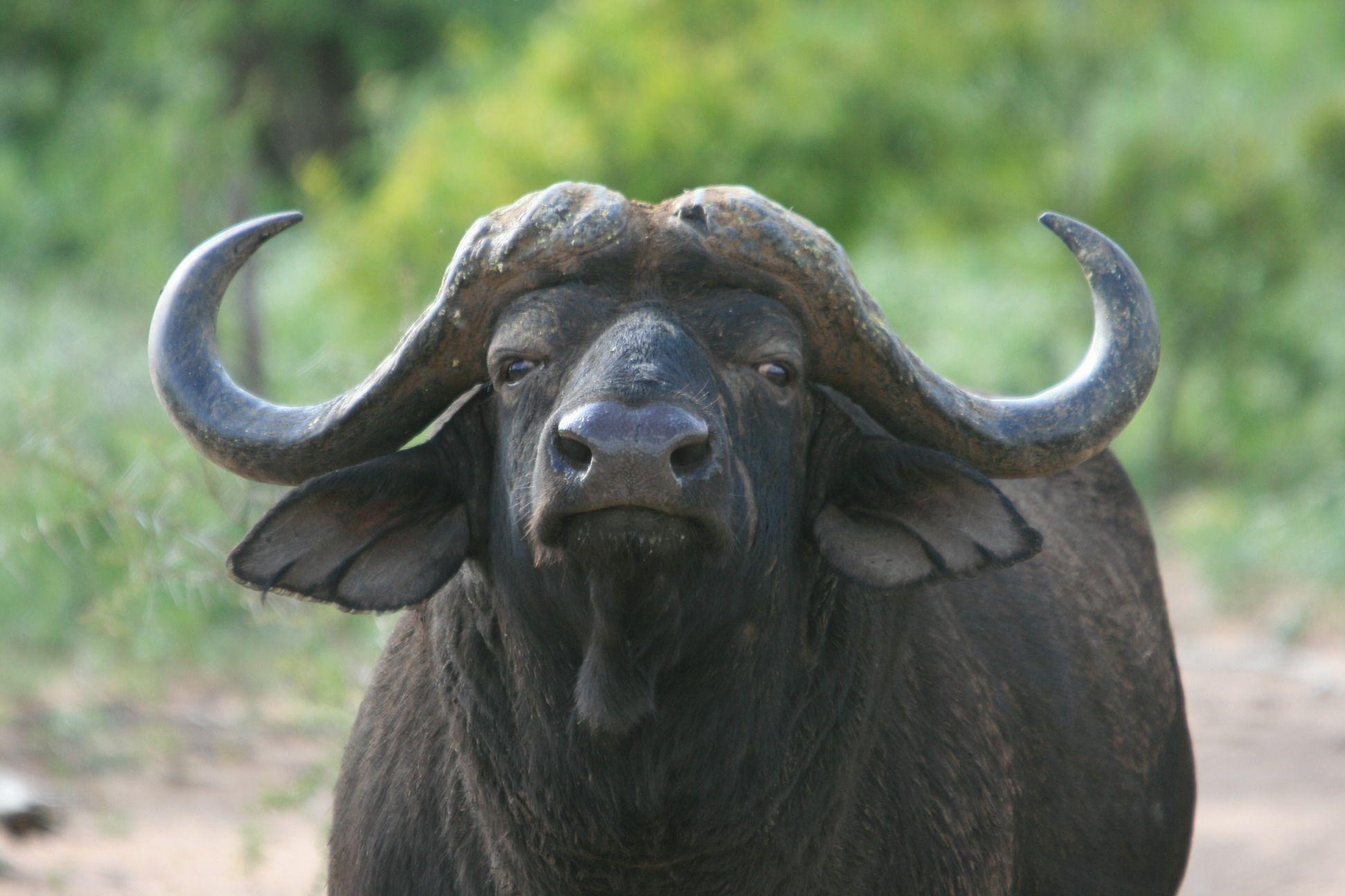 Water Buffalo #Picture
