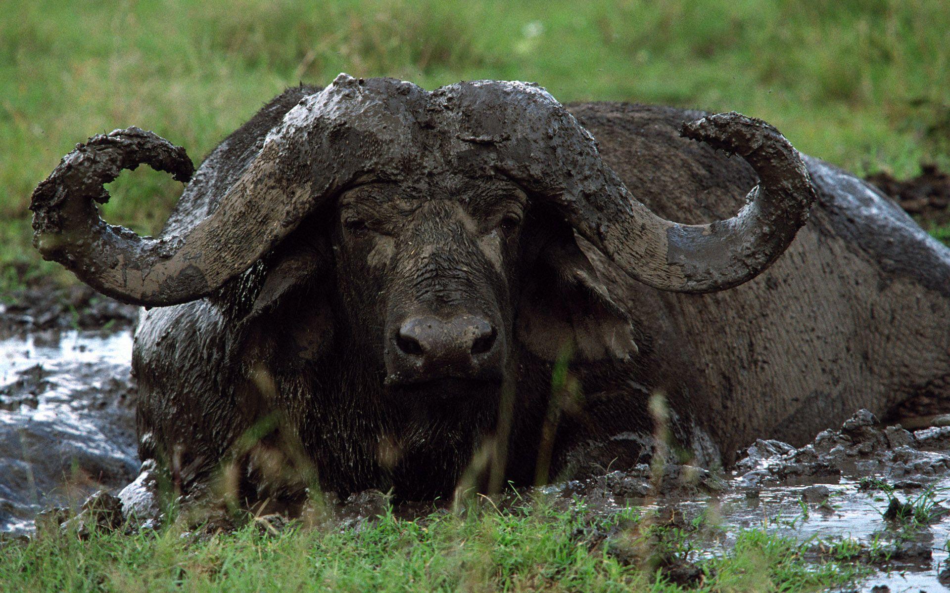 buffalo wallpaper HD con Google. Búfalo