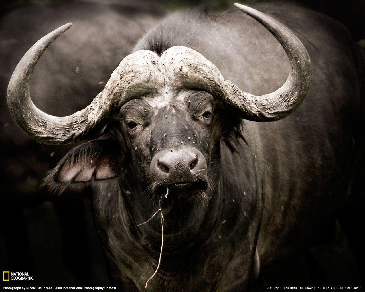 buffalo wallpaper con Google. Búfalo
