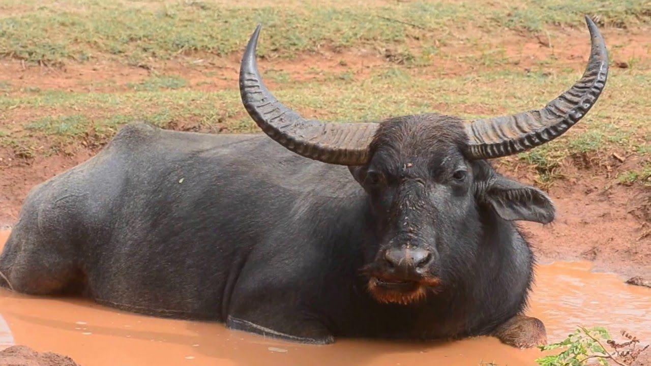 Giant Wild water buffalo BUFFALO in Yala National park