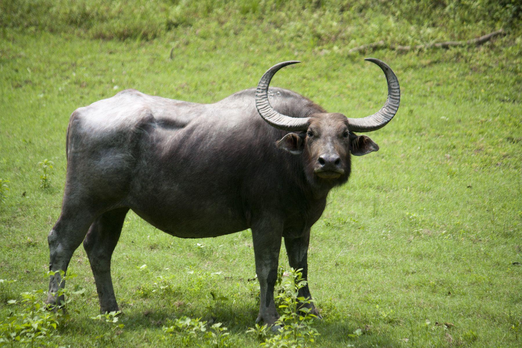 Short study and facts about Wild buffalo. animals