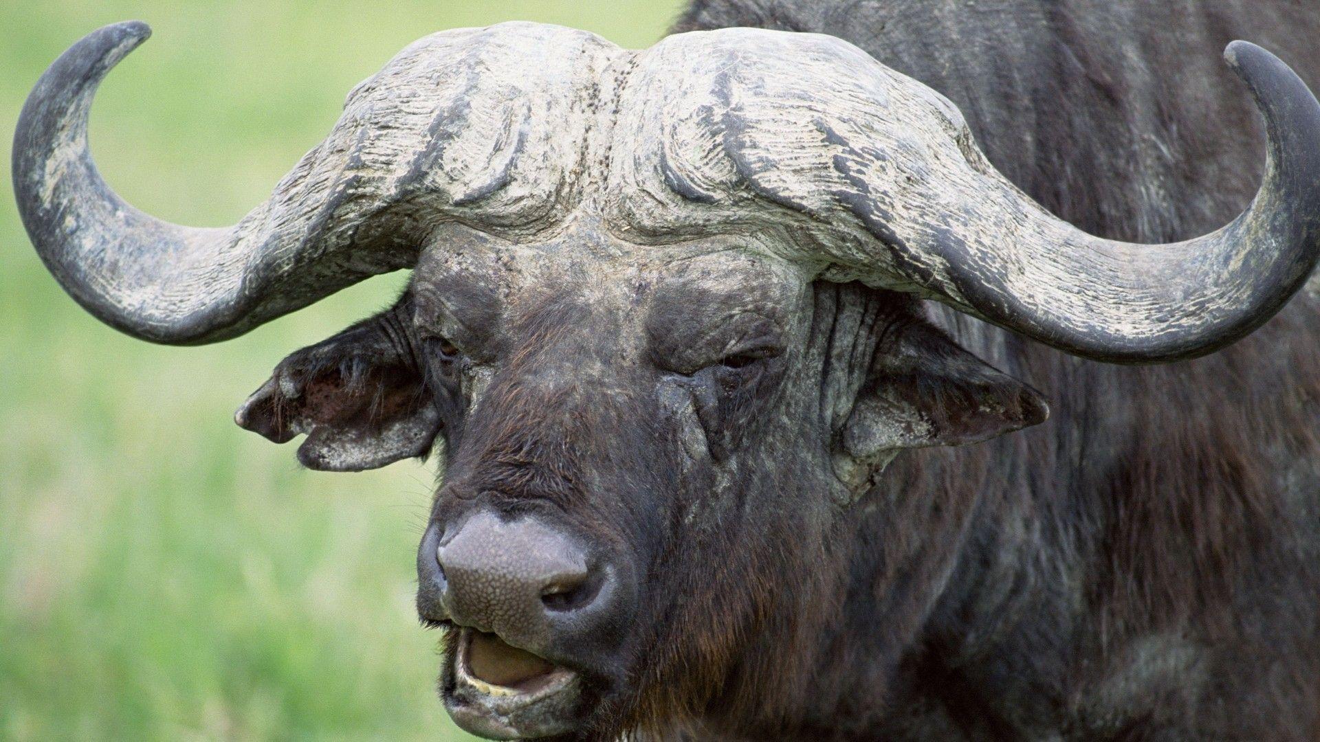 1920x1080 Wallpapers buffalo, horns, head, animal.