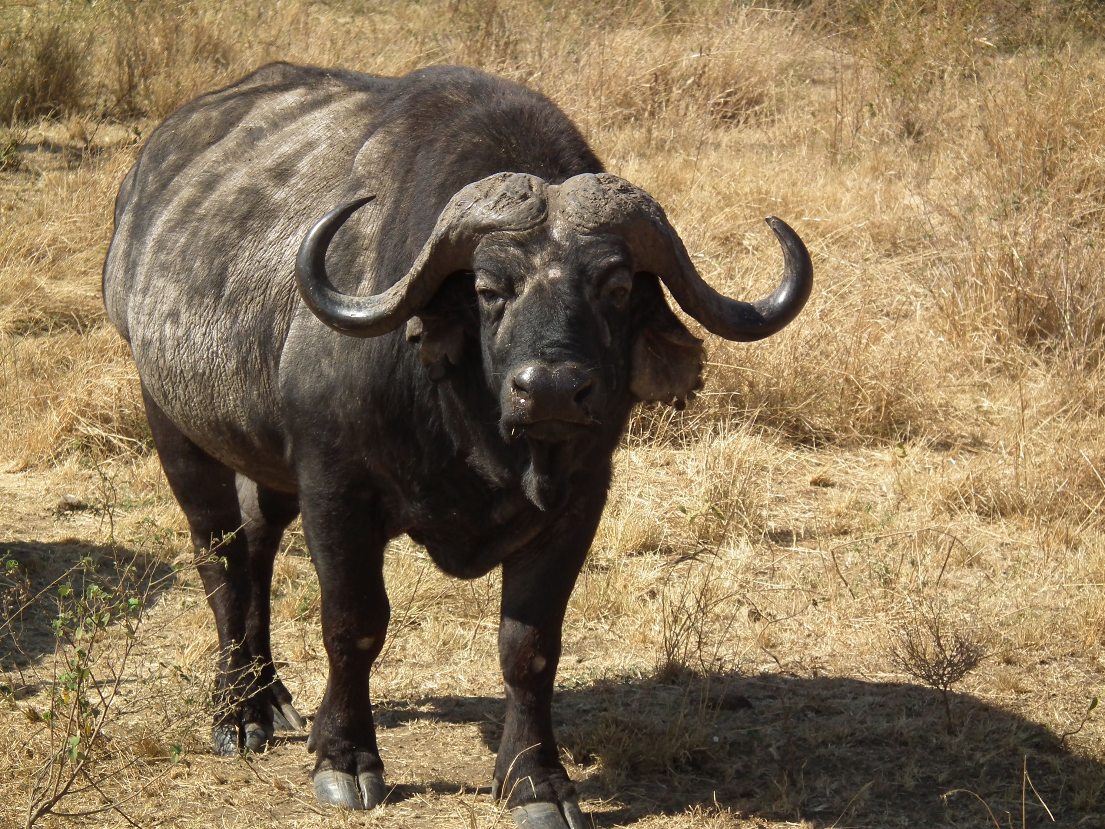 Кафрский буйвол