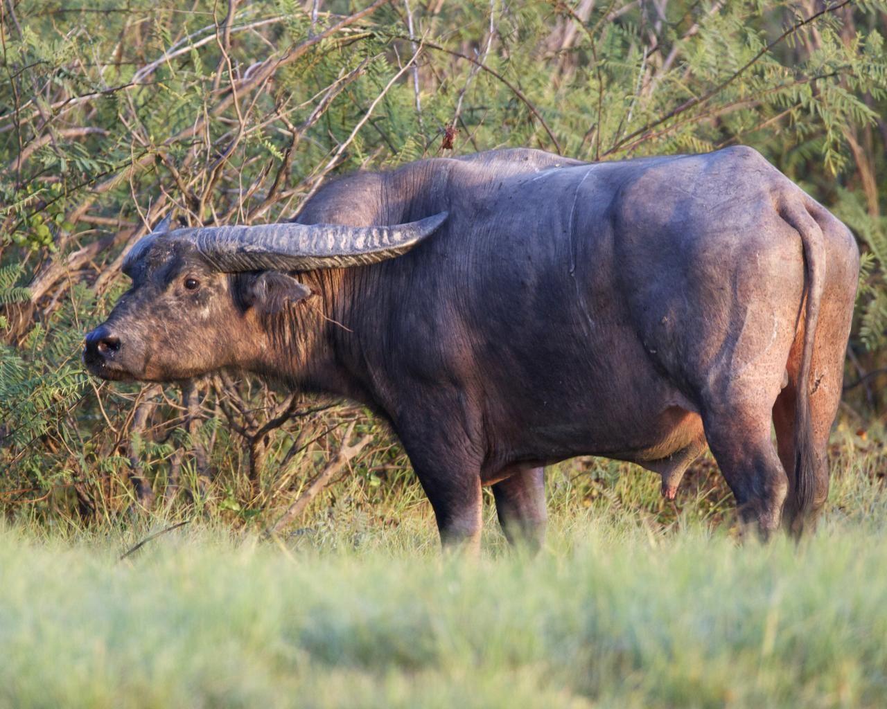 Water Buffalo Banteng