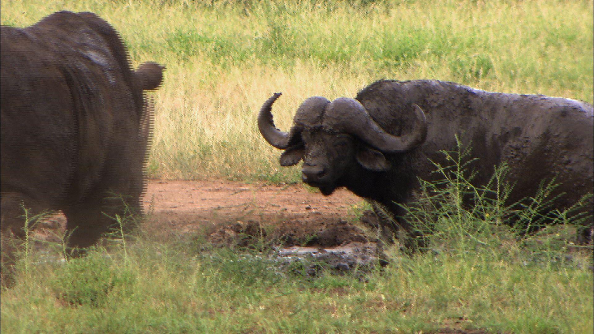 Rhino vs. Cape Buffalo in the Act Video Geo WILD
