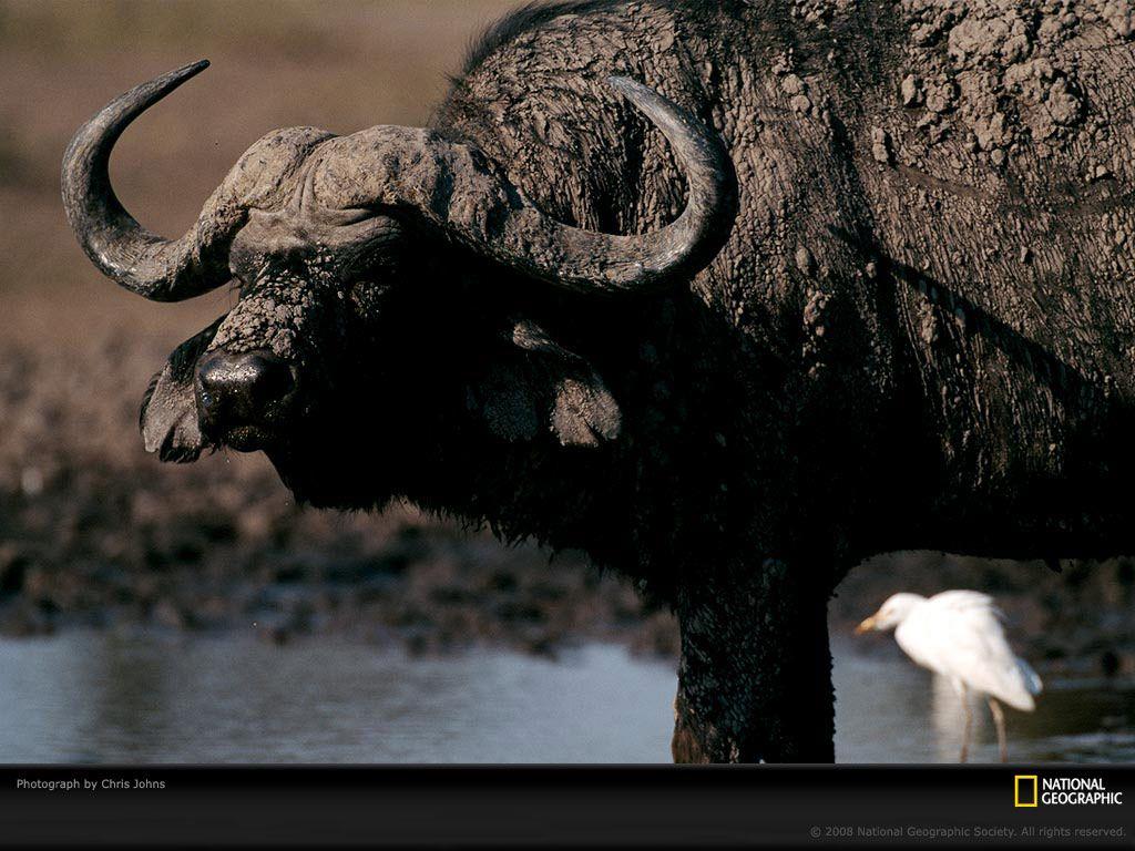 Cape Buffalo Picture, Cape Buffalo Desktop Wallpaper, Free