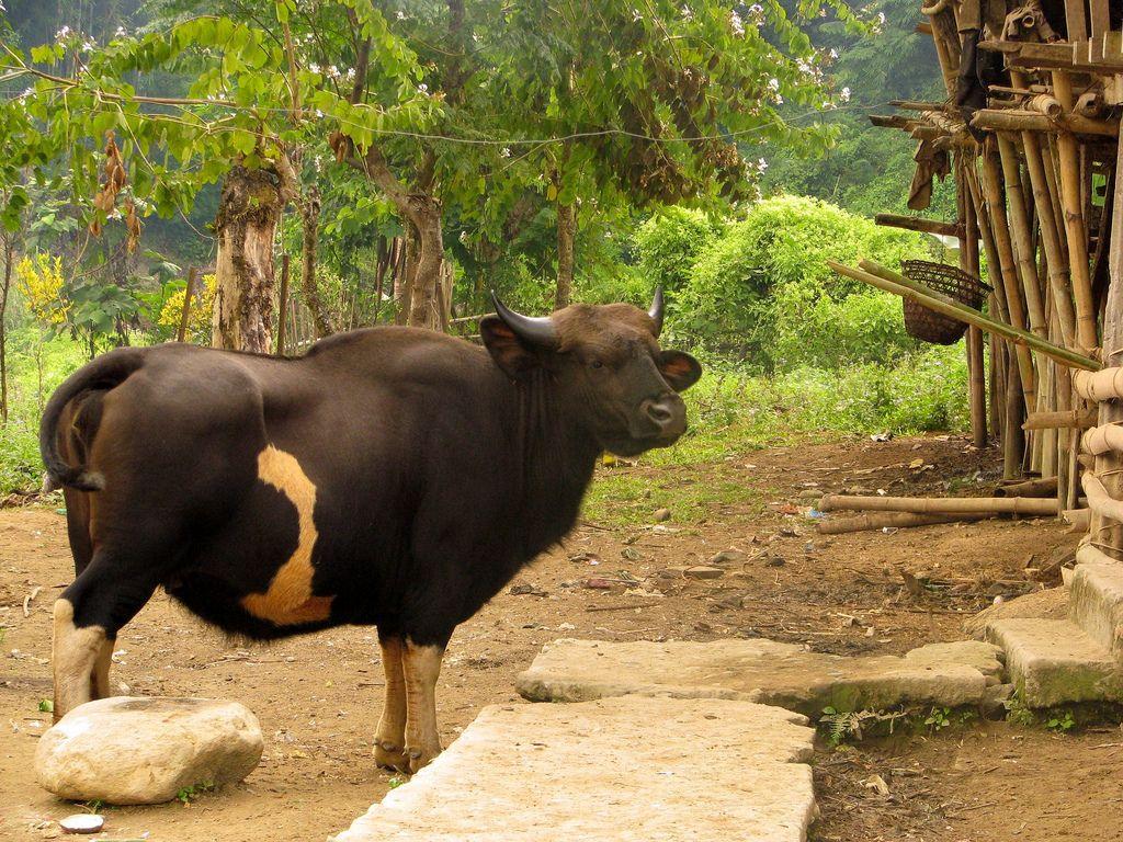 mithun, domesticated gaur. India. Arunachal Pradesh; Stayin