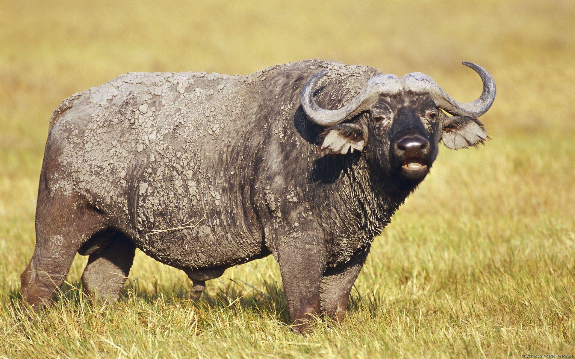 African Buffalo Full HD Wallpaper and Backgroundx1200