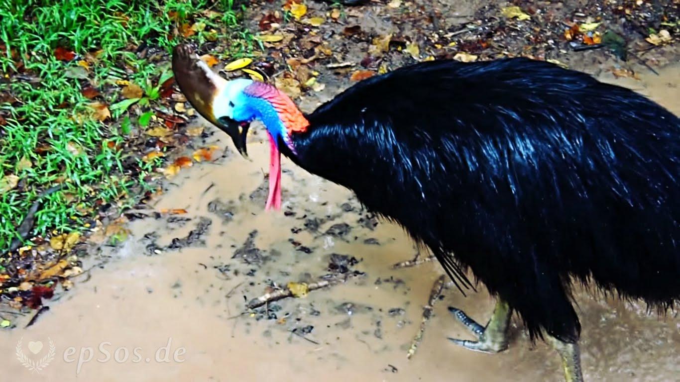 Cassowary wallpaper, Animal, HQ Cassowary pictureK Wallpaper