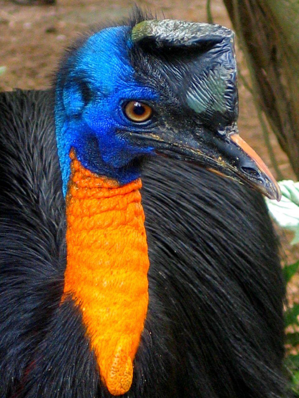 Dwarf Cassowary. Birds Of A Feather. Flightless bird