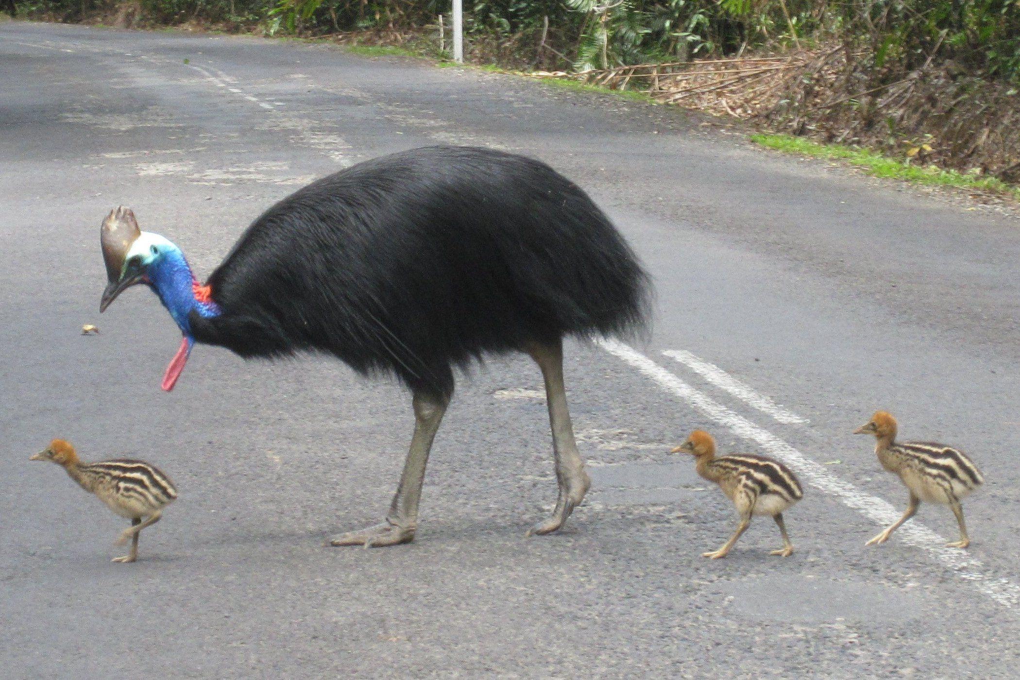 Cassowary Wallpapers - Wallpaper Cave