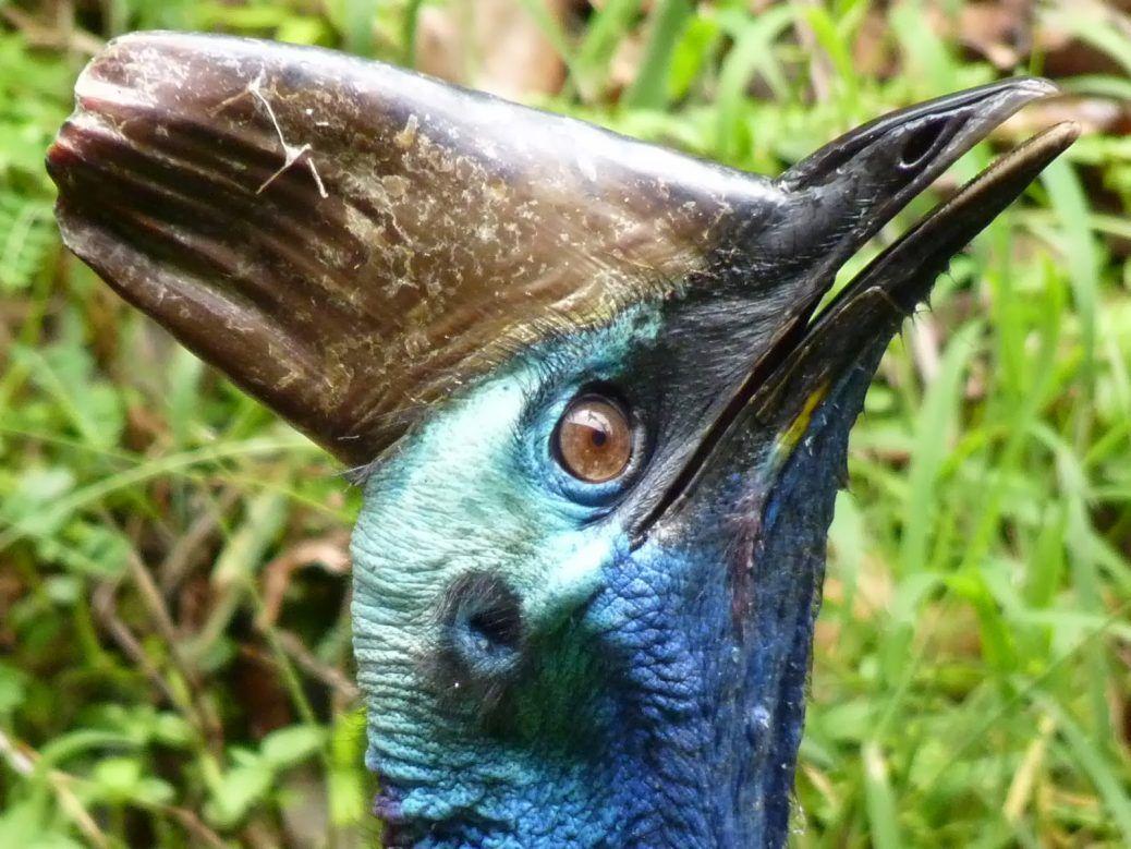 Cassowary Wallpaper Background With HD Desktop Resolution