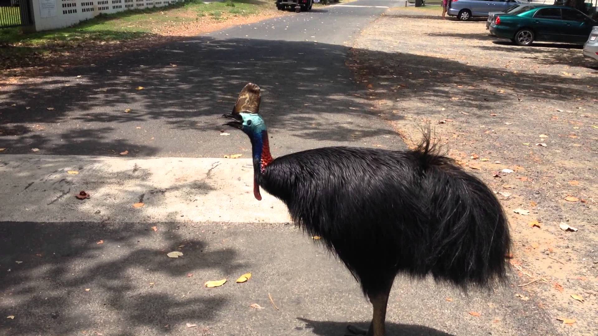 Butterfly Fish Wallpaper Full HD With HD Desktop Resolution