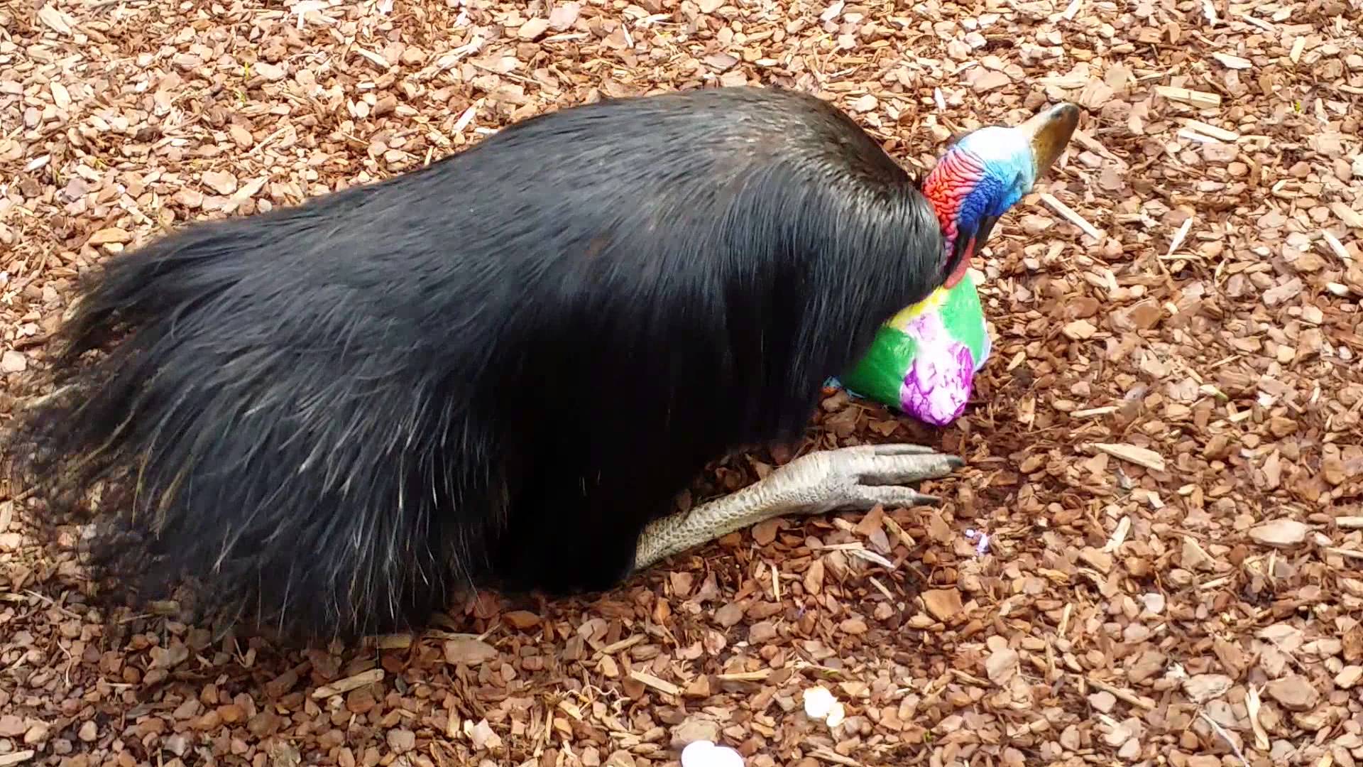 Black Rhinoceros Wallpaper Phone With HD Desktop Resolution