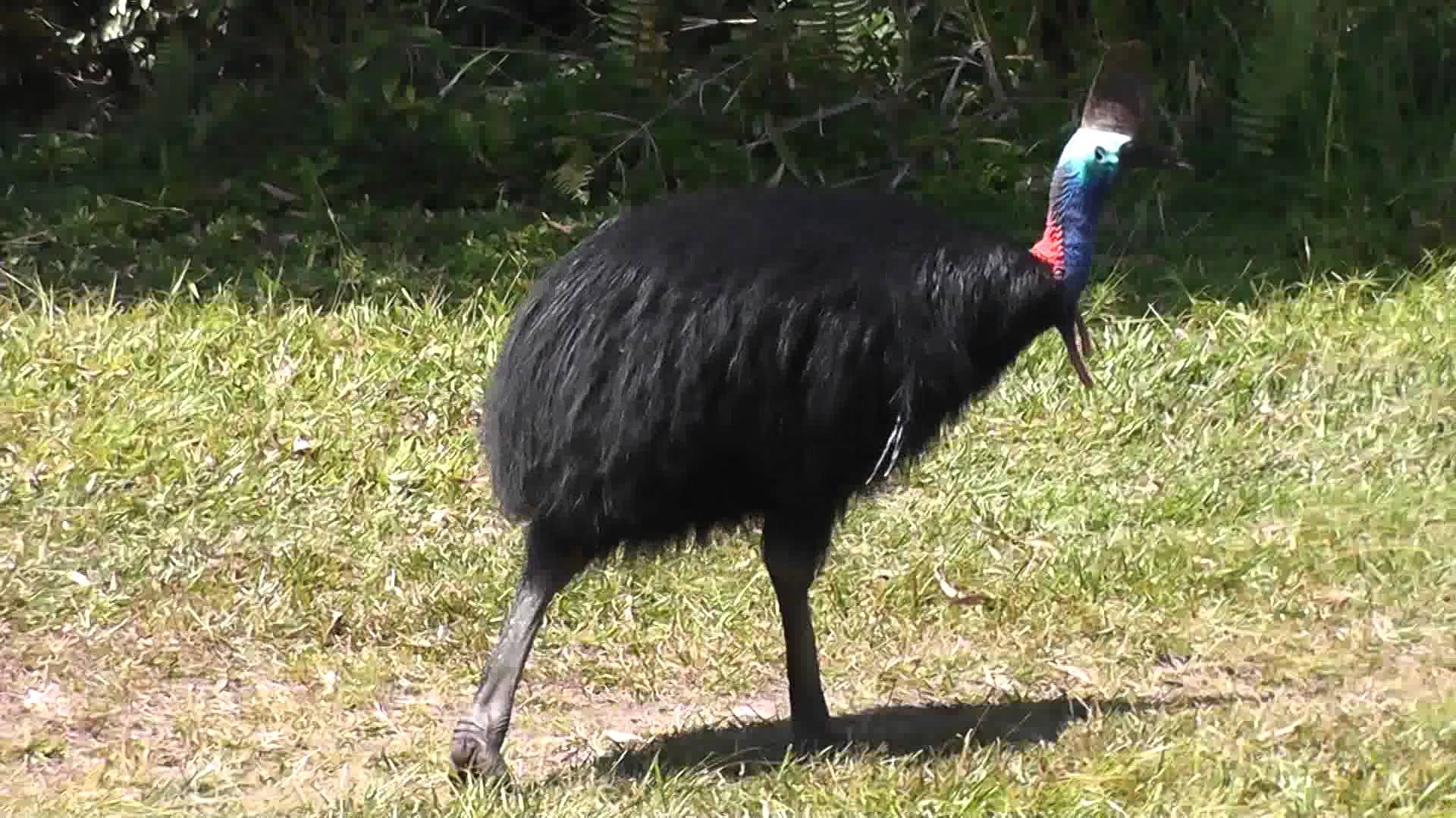 Cassowary Wallpapers - Wallpaper Cave