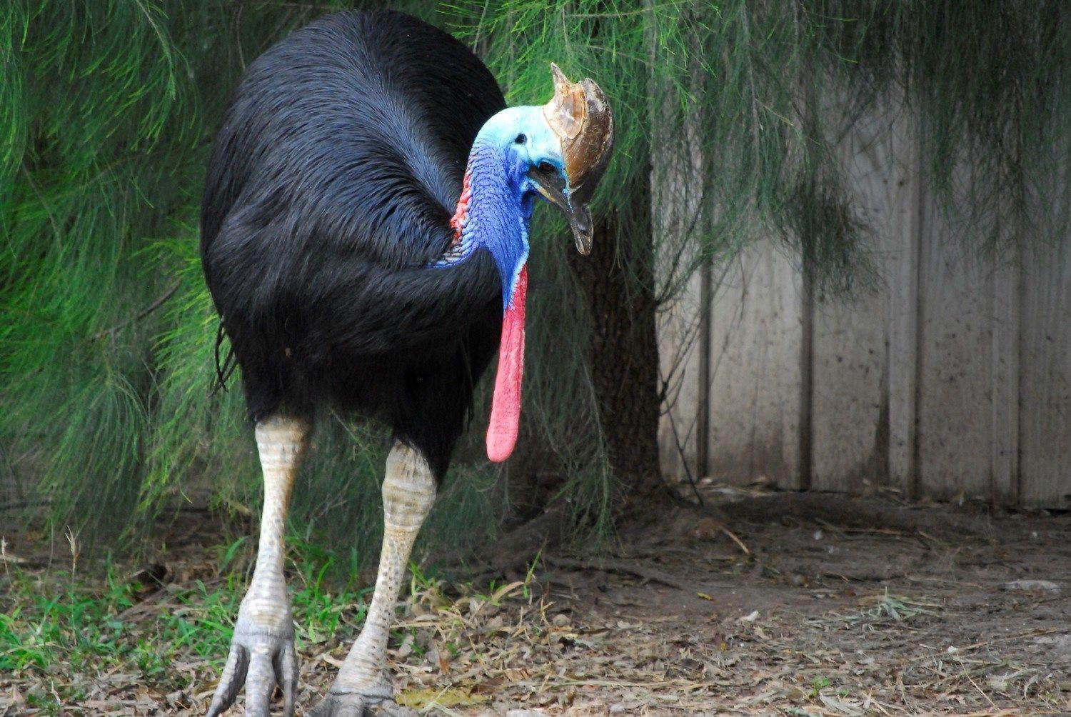 Free download cassowary