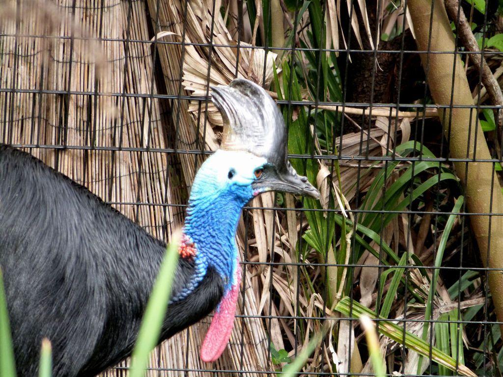 Red Crowned Cranes Japan Wallpaper /animals