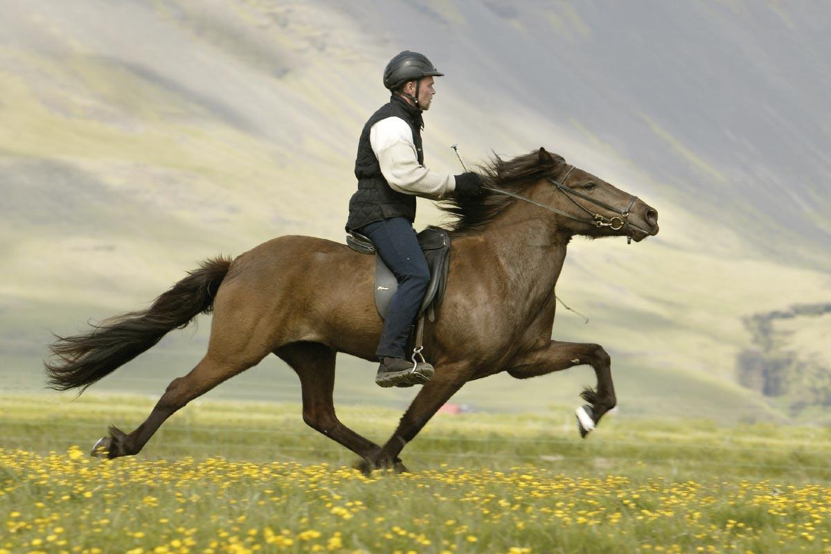 1200x800px Horse Riding (96.54 KB).07.2015