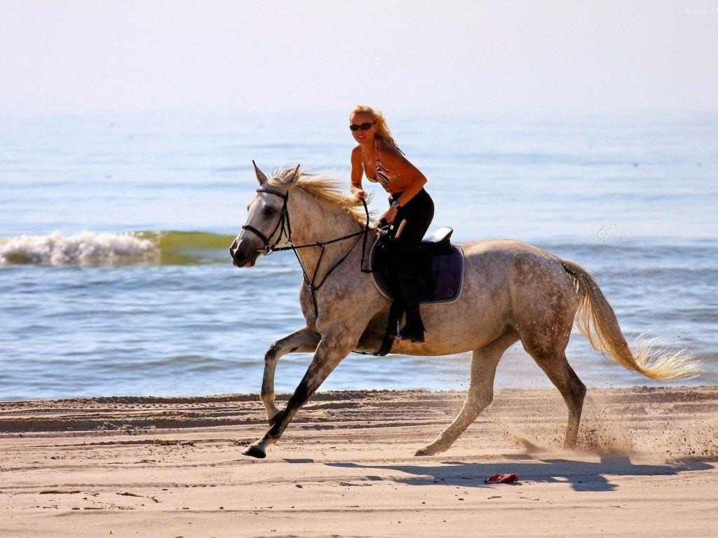 Horse on Beach Wallpaper. Get background of Horse on Beach free