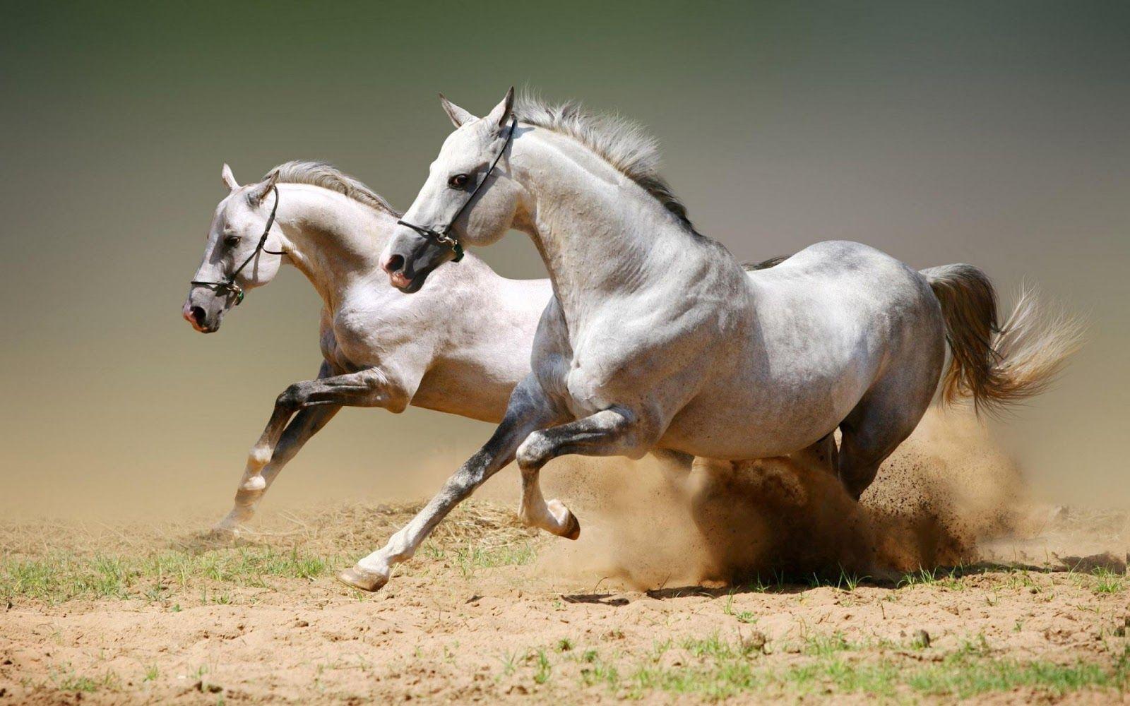 Ashley Wallpaper: horse animal 2013 high resolution HD wallpaper