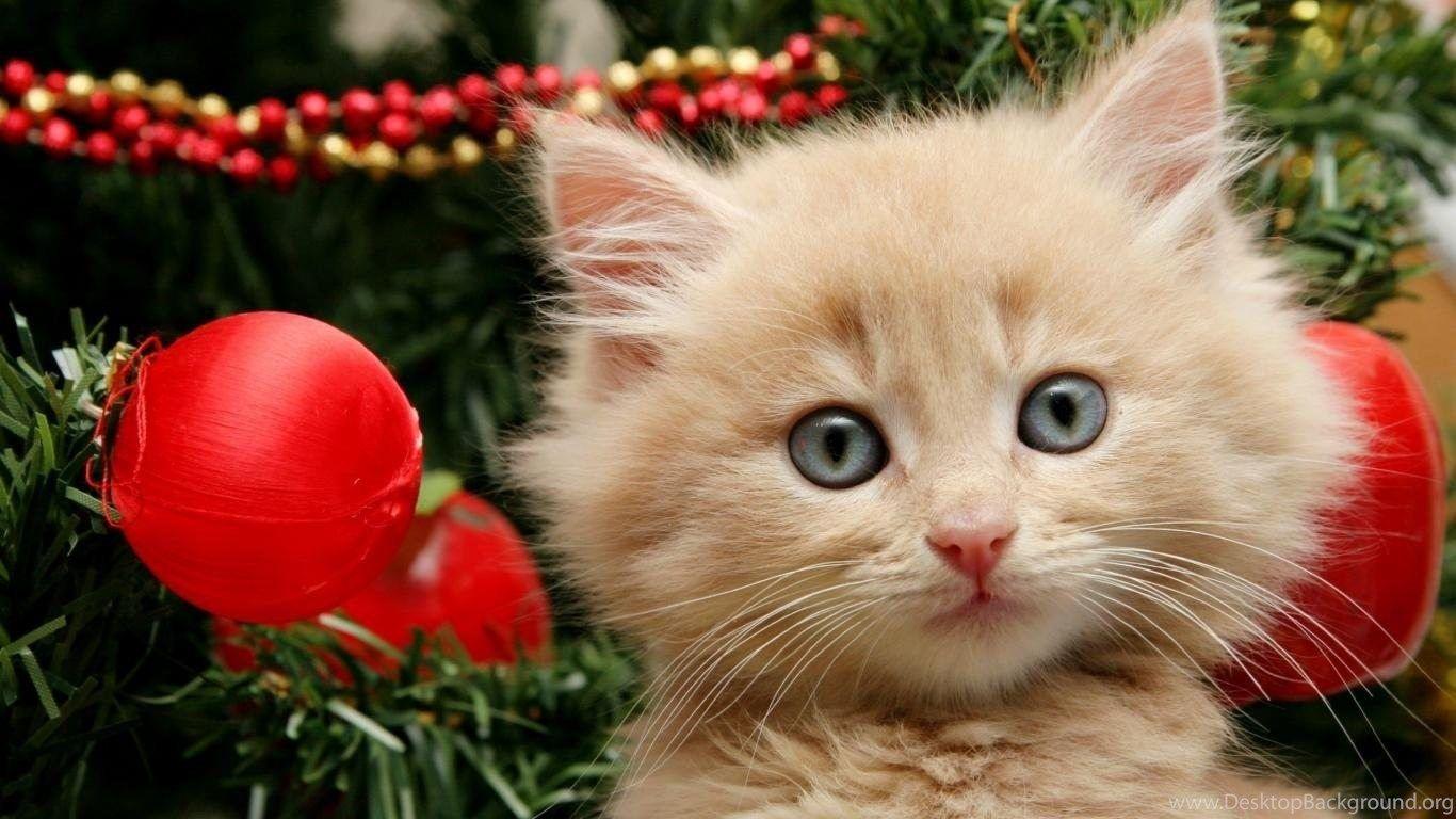 Cute Christmas Cat Wallpaper For Desktop Desktop Background