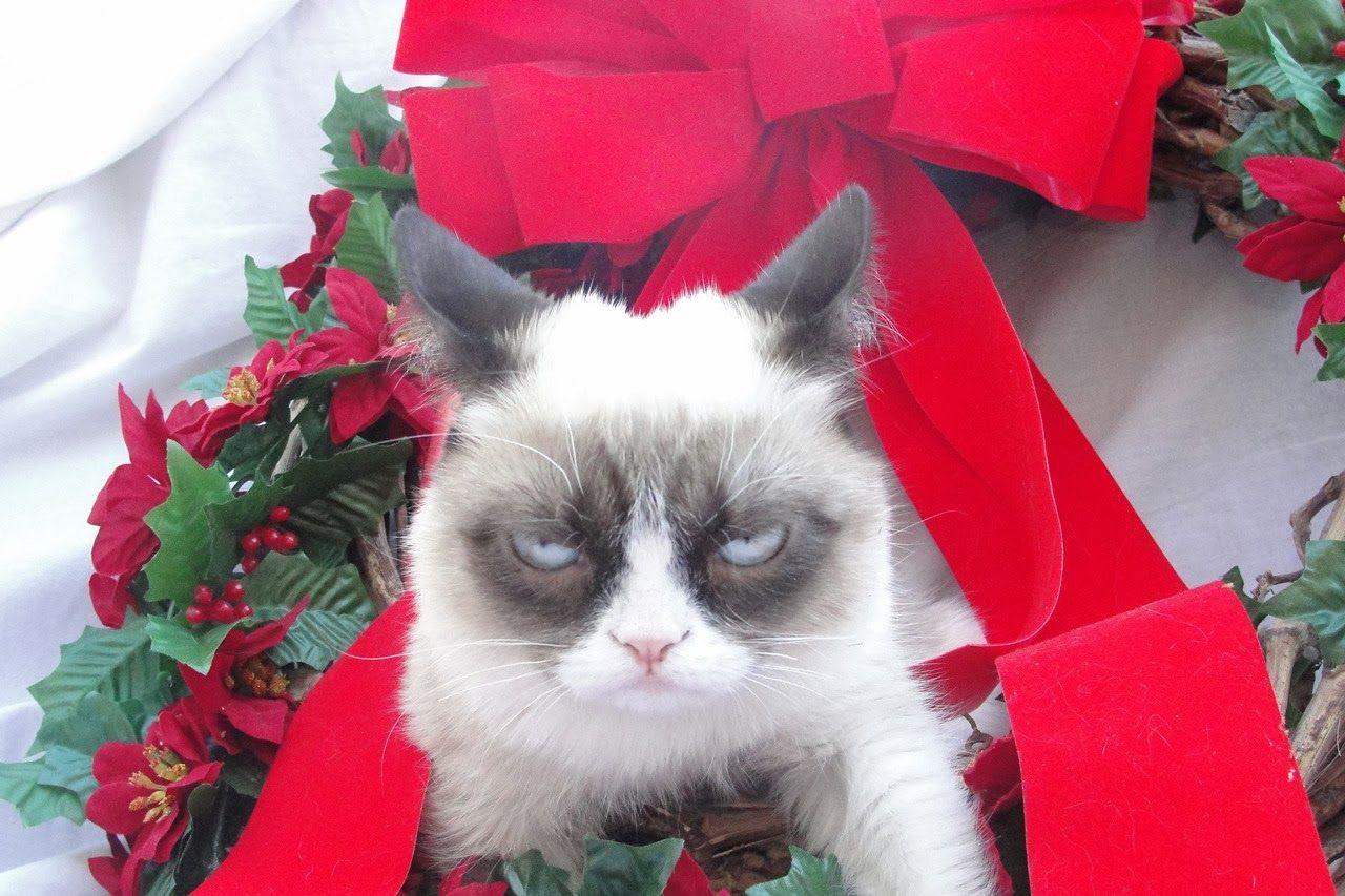 Top HD Wallpapers: Grumpy cat christmas wallpapers 2013.