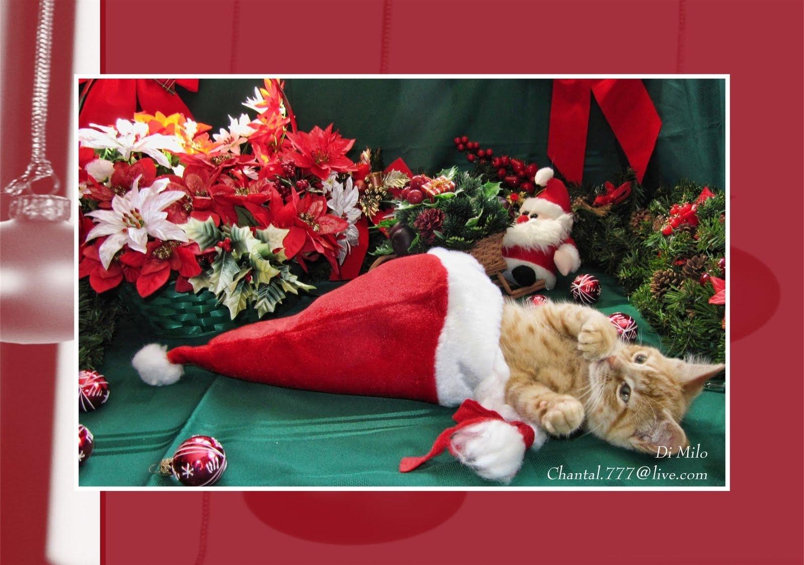 Cute Christmas Cats Picture. Free Christian Wallpaper