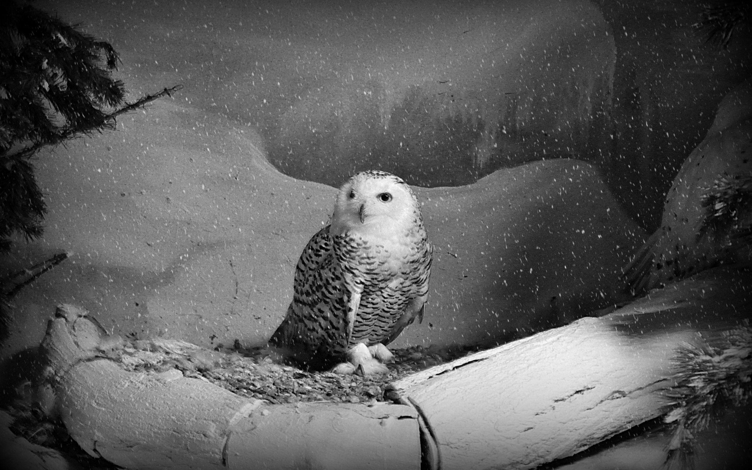 free computer wallpaper for snowy owl